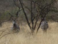 Vorder- und Hinter-Zebra