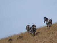 Schiefe-Ebene-Zebras